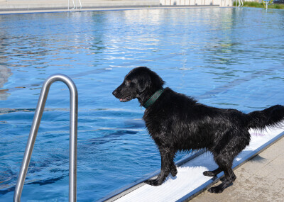 Hundeschwimmen 2021