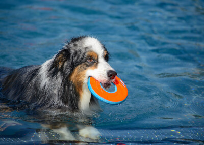 Hundeschwimmen 2021